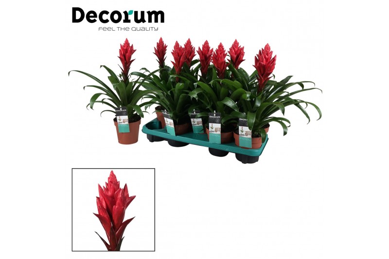 Guzmania patricia Guzmania Patricia (Decorum) 1 bl. 