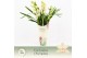 Cymbidium Cymbidium, Heino 3-spike Exclusiva Orchidea Potcover 3 tak/p 