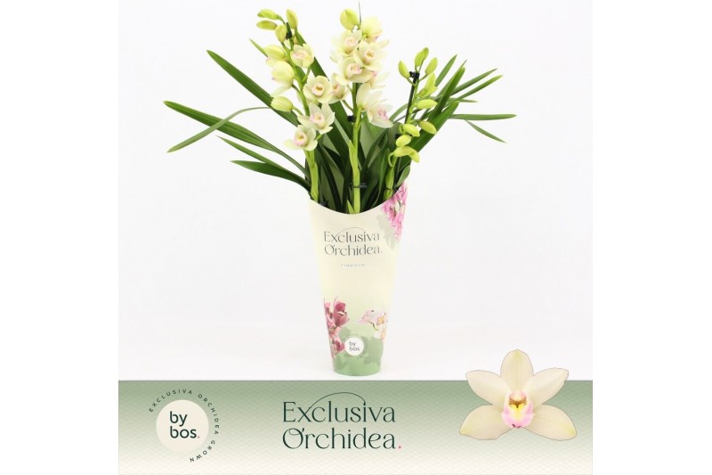 Cymbidium Cymbidium, Heino 3-spike Exclusiva Orchidea Potcover 3 tak/p 