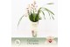 Cymbidium Cymbidium, Lady Brazil 3-spike Exclusiva Orchidea Potcover 3 