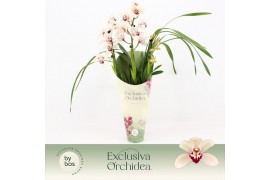 Cymbidium Cymbidium, Lady Brazil 3-spike Exclusiva Orchidea Potcover 3