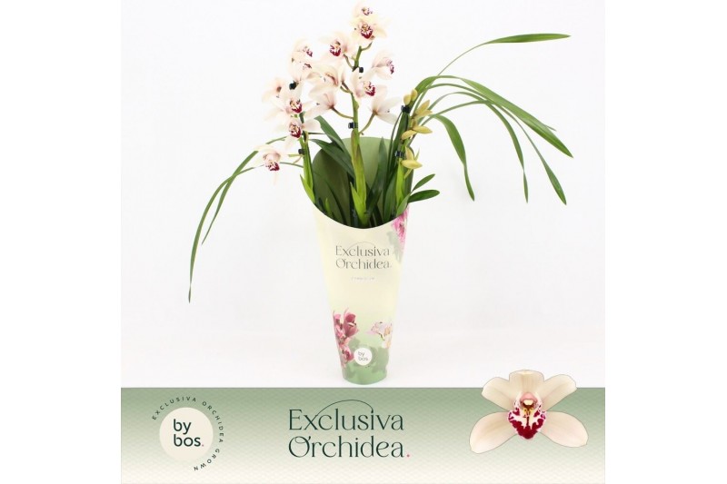 Cymbidium Cymbidium, Lady Brazil 3-spike Exclusiva Orchidea Potcover 3 