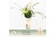 Cymbidium Cymbidium, Lucky Kate 3-spike Exclusiva Orchidea Potcover 3  