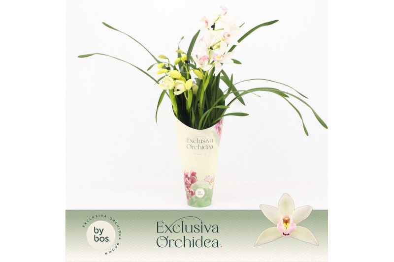 Cymbidium Cymbidium, Lucky Kate 3-spike Exclusiva Orchidea Potcover 3  