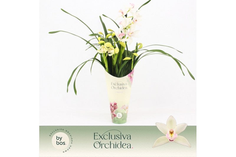 Cymbidium Cymbidium, Lucky Kate 4-spike Exclusiva Orchidea Potcover 4  