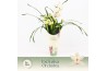 Cymbidium Cymbidium, Lucky Kate 4-spike Exclusiva Orchidea Potcover 4 