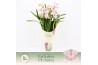 Cymbidium Cymbidium, Pink Bell 5-spike Exclusiva Orchidea Potcover 5 t