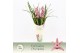 Cymbidium Cymbidium, Pinky 4-spike Exclusiva Orchidea Potcover 4 tak/p 