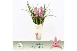 Cymbidium Cymbidium, Pinky 4-spike Exclusiva Orchidea Potcover 4 tak/p