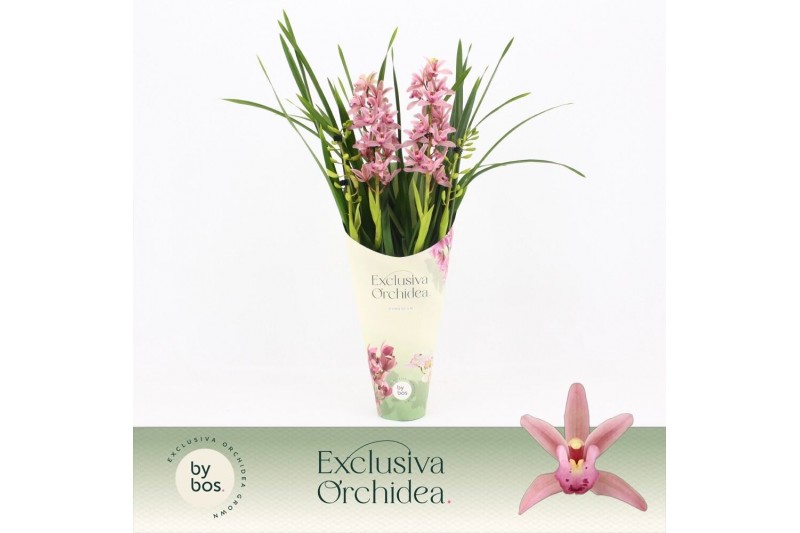 Cymbidium Cymbidium, Pinky 4-spike Exclusiva Orchidea Potcover 4 tak/p 