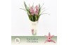 Cymbidium Cymbidium, Pinky 4-spike Exclusiva Orchidea Potcover 4 tak/p