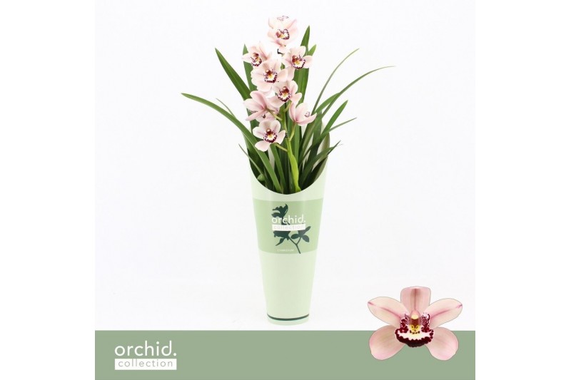 Cymbidium Cymbidium, Pretty Pink 1-spike Orchid Collection Potcover 1  
