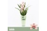 Cymbidium Cymbidium, Pretty Pink 1-spike Orchid Collection Potcover 1 