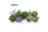 Succulenten Succulenten Mix