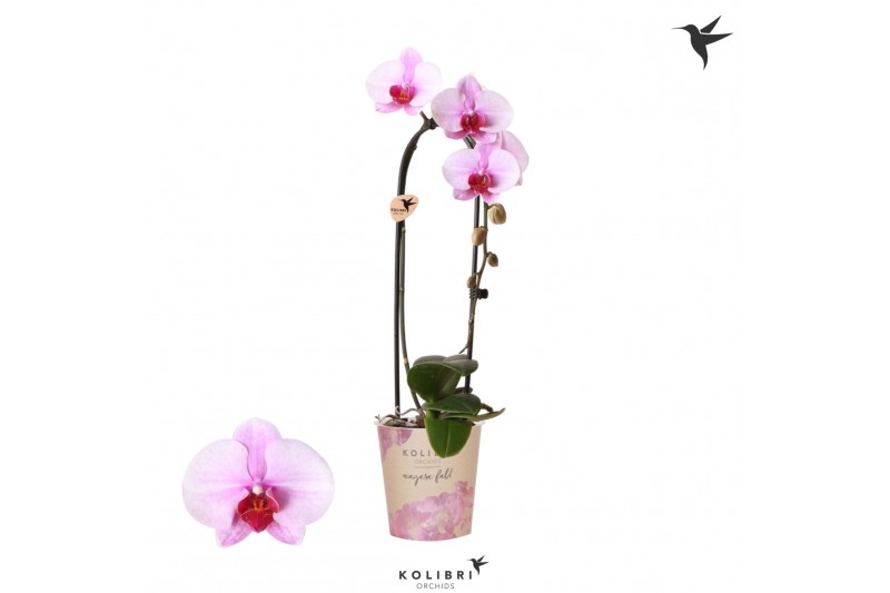 Phalaenopsis elegant cascade Kolibri Orchids Cascade Niagara Fall pink 