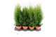 Thuja occidentalis smaragd Thuja Smaragd 