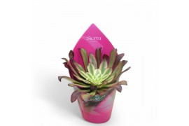 Aeonium Sierras - Aeonium Mardi Grass1 pp