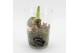 Arrangementen hippeastrum HXFD-2502W Xmas Amaryllis Fundamentals 1 pp 