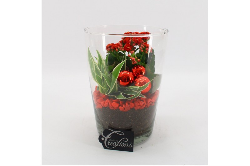 Arrangementen kamerplanten BAXM-2505R Xmas Fundamentals 2 pp 