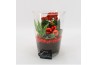 Arrangementen kamerplanten BAXM-2505R Xmas Fundamentals 2 pp