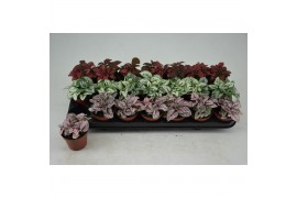 Hypoestes phyllostachya mix HYPOESTES MIX 3 KLEUREN 4 pp