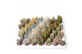 Cactus mix Cactus Mini Mix