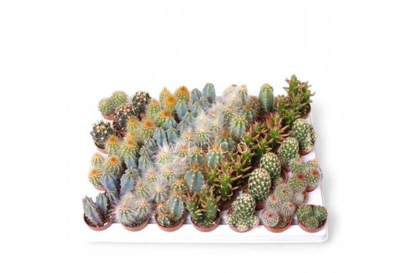 Cactus mix Cactus Mini Mix 