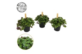 Callisia turtle Callisia Turtle 5,5cm