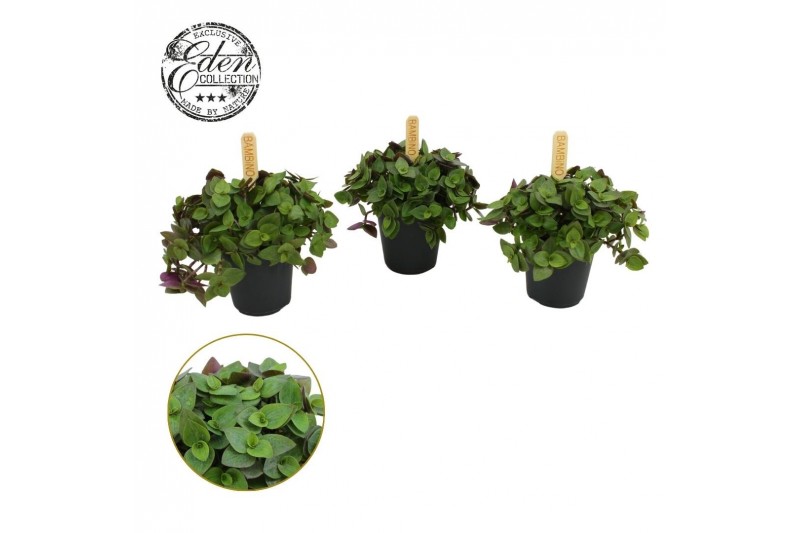 Callisia turtle Callisia Turtle 5,5cm 