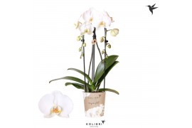 Phalaenopsis elegant cascade Kolibri Orchids Cascade Niagara fall Road