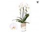 Phalaenopsis elegant cascade Kolibri Orchids Cascade Niagara fall Road