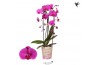 Phalaenopsis elegant cascade Kolibri Orchids Cascade Niagara Fall viol