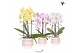 Phalaenopsis elegant cascade Kolibri Orchids Cascade Niagara Fall mix  