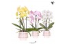 Phalaenopsis elegant cascade Kolibri Orchids Cascade Niagara Fall mix 