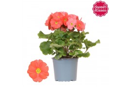 Primula obconica twilly touch me f1 dark orange Primula Obconica Sweet