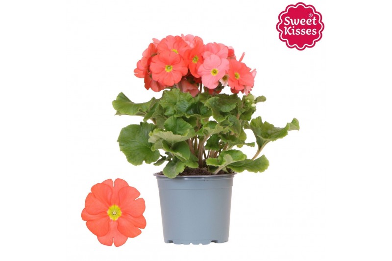 Primula obconica twilly touch me f1 dark orange Primula Obconica Sweet 