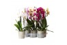 Phalaenopsis elegant cascade Phalaenopsis Natural Charm Cascade Niagar