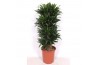 Dracaena fragr. compacta Dracaena Compactapp