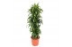 Dracaena fragr. hawaiian sunshine Dracaena Hawaiian Sunshine12 pp 