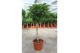 Schefflera arboricola gold capella Schefflera Gold Capella1 pp 
