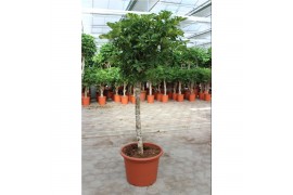 Schefflera arboricola gold capella Schefflera Gold Capella1 pp