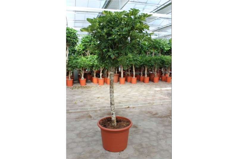 Schefflera arboricola gold capella Schefflera Gold Capella1 pp 