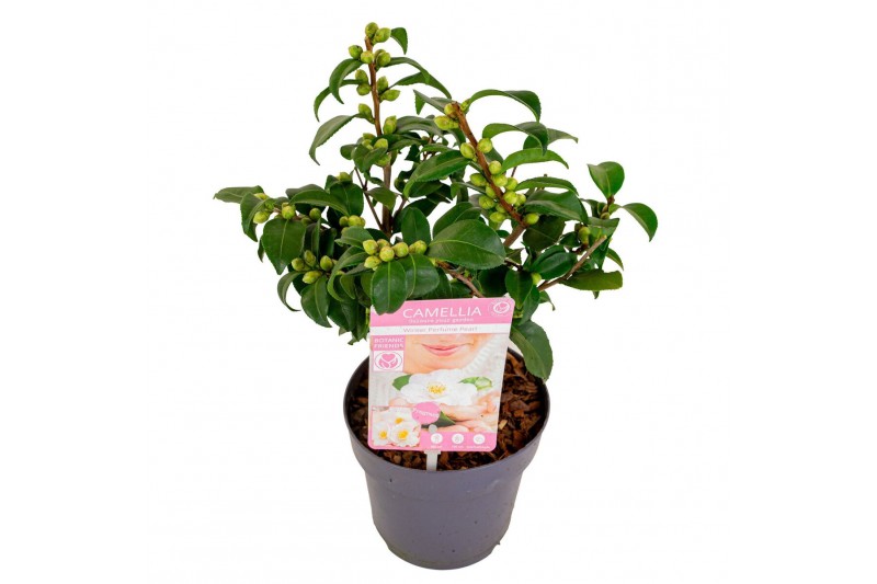 Camellia Camellia ja.Winter Perfume Pearl® Premium15 bl. 