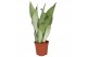 Sansevieria trifasciata moonshine Sansevieria Moonshine 