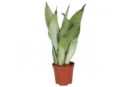 Sansevieria trifasciata moonshine Sansevieria Moonshine