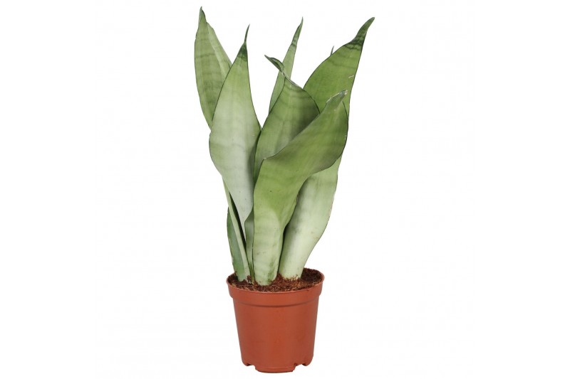 Sansevieria trifasciata moonshine Sansevieria Moonshine 