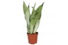 Sansevieria trifasciata moonshine Sansevieria Moonshine