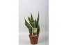 Sansevieria trifasciata futura superba Sansevieria Futura Superba