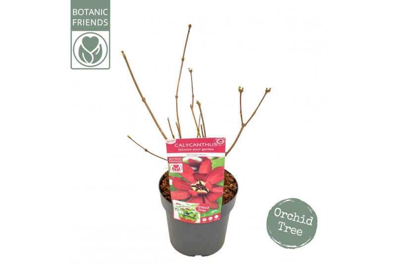 Calycanthus chinensis Sinocalycanthus Hartlage Wine ® 