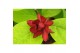 Calycanthus chinensis Sinocalycanthus Hartlage Wine ® 